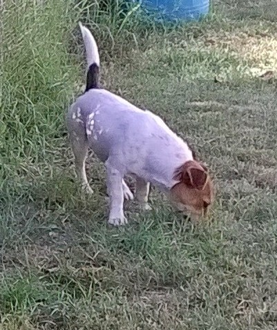 Allevamento Jack Russell